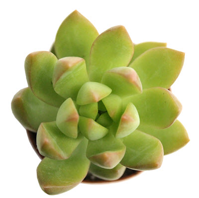 Sedum Adolphy